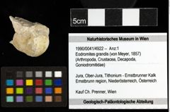 Foto (Objekt + Etiketten) von Eodromites grandis (von Meyer, 1857) 